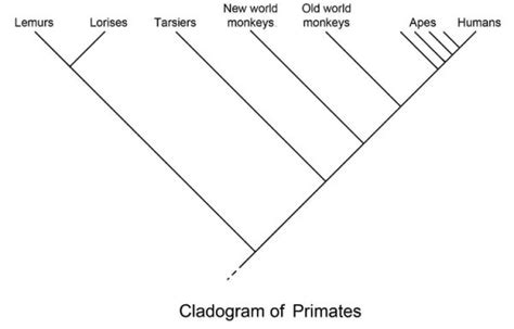 Cladogram - Definition and Examples | Biology Dictionary