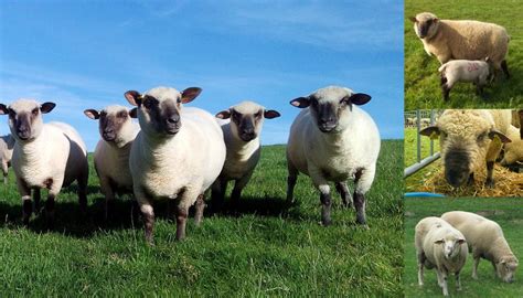 Lincoln Sheep Breed – Everything You Need to Know