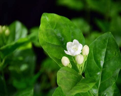 茉莉花在養殖的時候，只長枝條不開花，是什麼原因導致的？ 每日頭條