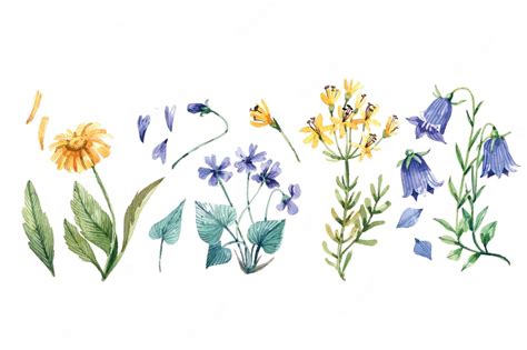 Premium Vector | Wildflower set hand drawn watercolor illustration