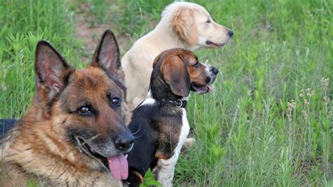 Cette Race De Chien Est La Plus Intelligente Au Monde Selon Une