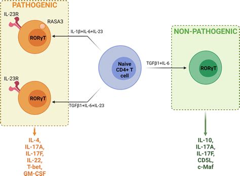 The Differentiation Of Pathogenic Pro Inflammatory Phenotype Th17