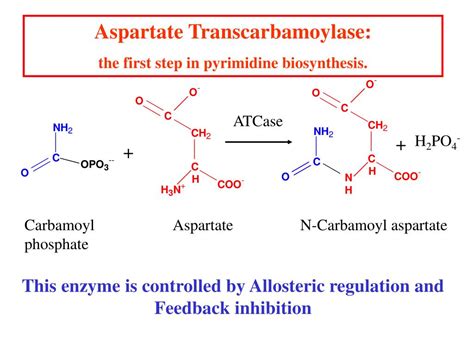 Ppt Enzyme Catalysis Powerpoint Presentation Free Download Id 590166