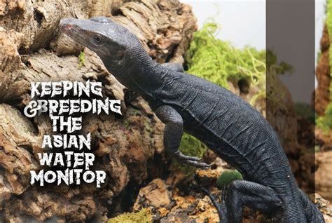 Asian Water Monitor Breeding And Care Tips Reptiles Magazine