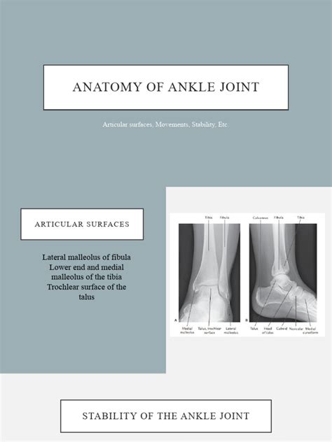 Anatomy of Ankle Joint | PDF | Ankle | Musculoskeletal System