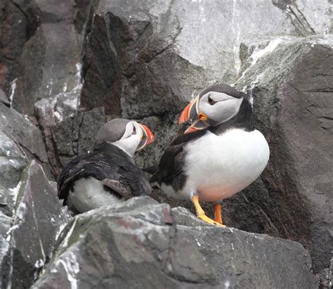 Scotlands Hidden North Coast Wildlife Tour Caithness And Sutherland