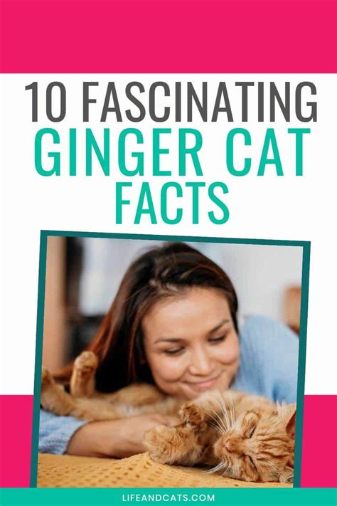 Ginger Cats 10 Fascinating Facts To Know