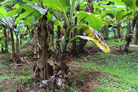 hermosos primeros planos verdes de hojas de plantas tropicales tomadas ...