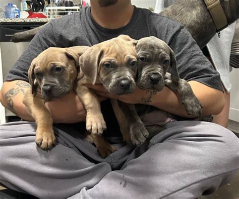 Cane Corso Puppies America S Pet Registry