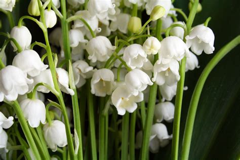 Planting Lily Of The Valley Expert Tips Plantura