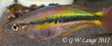 Chili Alleni Australian Rainbow Fish Fish Pet Rainbow Fish