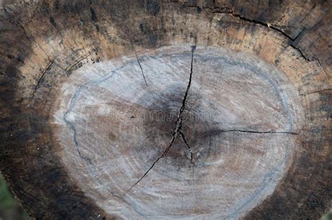 Close Up Wood Texture for Nature Background Stock Image - Image of ...