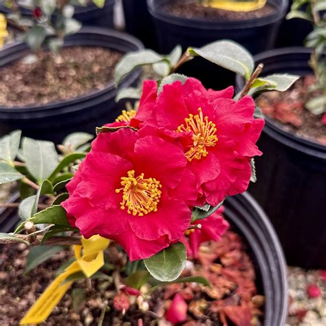 Camellia Sasanqua Dragons Blood Piedmont Carolina Nursery