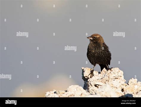 Red Winged Blackbird Agelaius Phoeniceus Perched On Tufa Rock