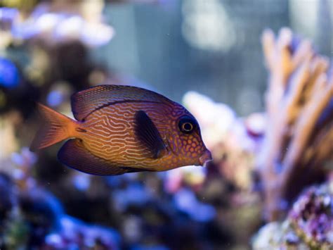 Blue Tang Hippo Tang 101 A Complete Dive Into Care Habitat And Facts