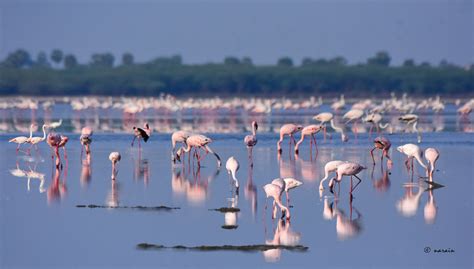 FLAMINGOS THE PINKY SHINY BIRDS