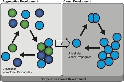 Multicellularity: From brief encounters to lifelong unions | eLife 