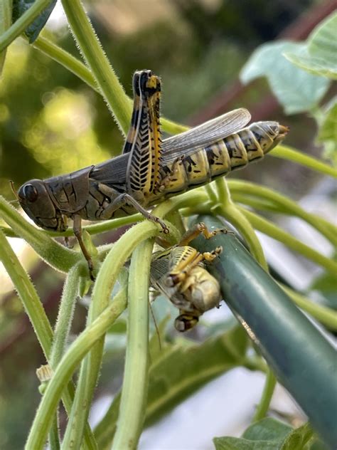 Grasshopper Behavior - BioExpedition