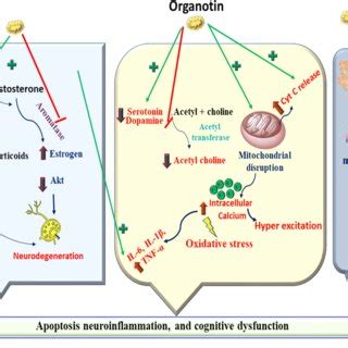 The mechanism of neurotoxicity caused by pesticides. Exposure of ...