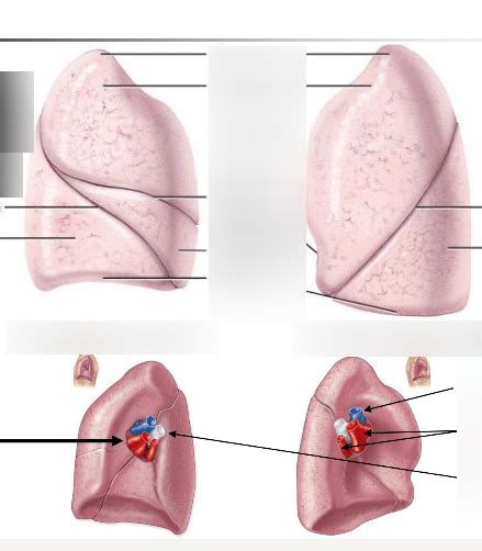 Lung Anatomy Diagram Quizlet