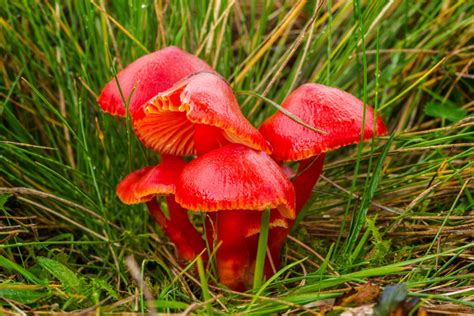 Naturally Colorful Mushrooms