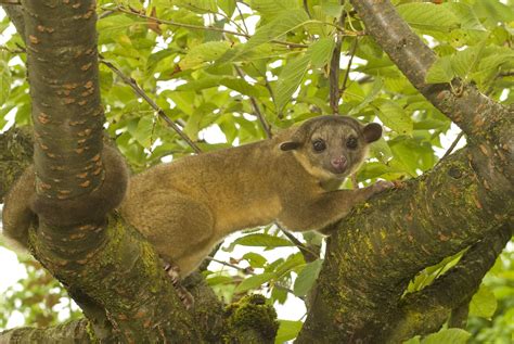 Rainforest Animals Kinkajou