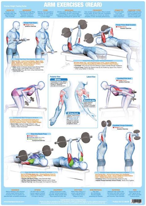 Arms Bodybuilding Exercises Chart