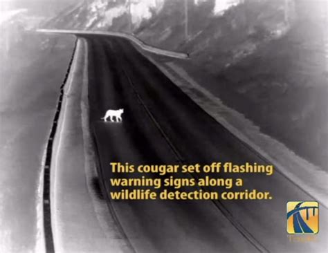 Drivebc On Twitter Wildlifewednesday In Britishcolumbia The