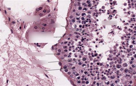 Testis Histology 2 Diagram Quizlet