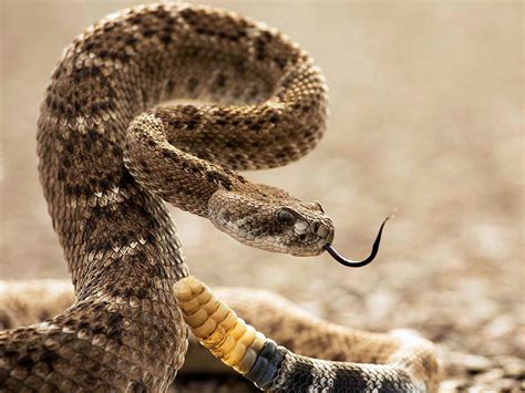 Mrs. Remis' Science Blog - 5th Grade: DIAMONDBACK RATTLE SNAKE #6