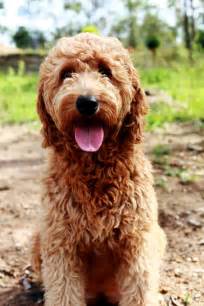 groodle golden retrieverpoodle images  pinterest dog cat