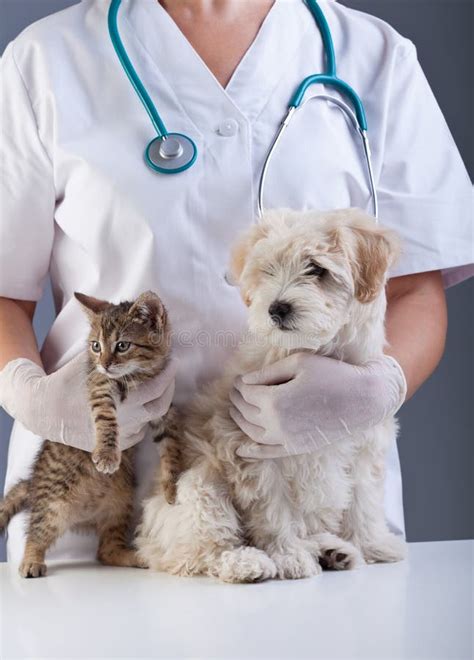 animal doctor closeup  pets stock photo image  examination