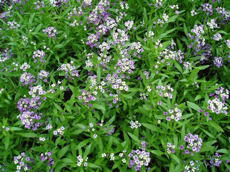 Alyssum Royal Carpet All America Selections