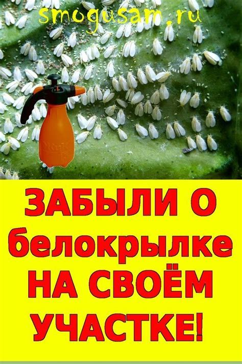 Лучшие способы избавления от белокрылки | Garden trees, Farm gardens ...