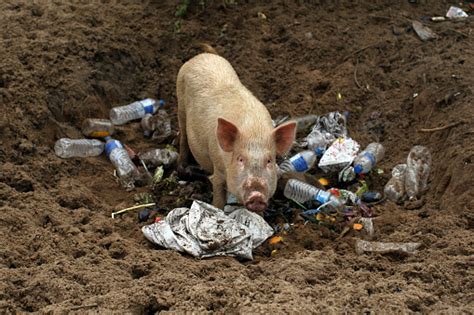 Pig In A Heap Of Plastic Garbage In Goa India Stock Photo Download