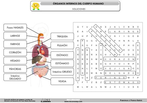 Órganos Internos Del Cuerpo Humano Sopa De Letras