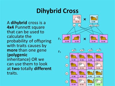 Polygenic Inheritance Punnett Square