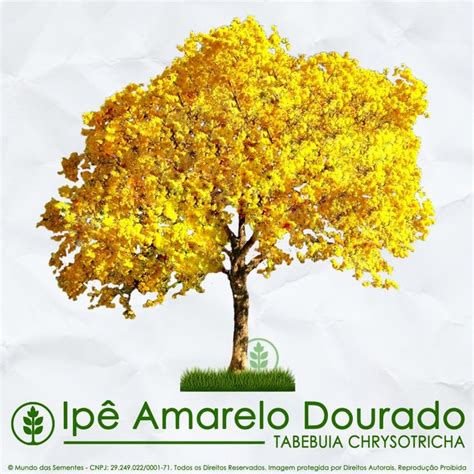 Sementes De Ip Amarelo Dourado Tabebuia Chrysotricha Compre Agora