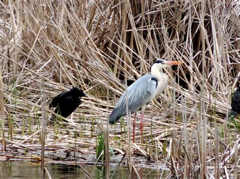 Héron cendré cohabitant avec le cormoran pygmée