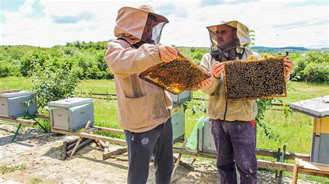 CUM VOR FI AFECTATI APICULTORII De Producatorii De Miere Vegana