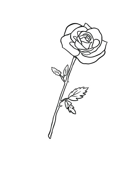 Premium Vector | Vector Rose Flower Sketch