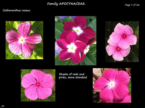 Catharanthus roseus - Botany Brisbane