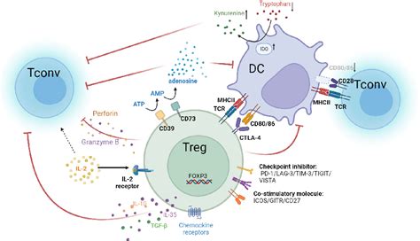 Figure 1 From Targeting Tumor Infiltrating Tregs For Improved Antitumor