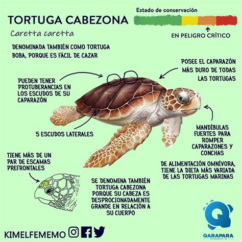 La Tortuga Verde Chelonia Mydas Las Tortugas Marinas