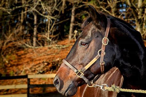 100 Horse Turning Head Photos Stock Photos Pictures And Royalty Free