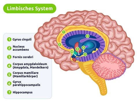 Limbisches System Pflegerio