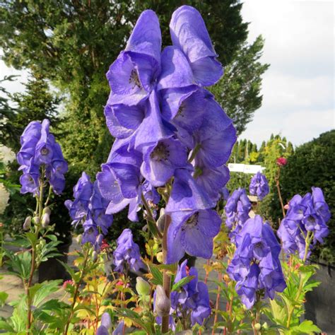 Eisenhut Aconitum Carmichaelii Arendsii Blau