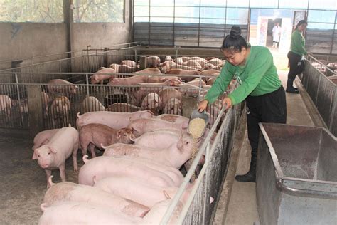 Farm Visit Peace And Pleasure In The Emerging Pig Market Of Laos