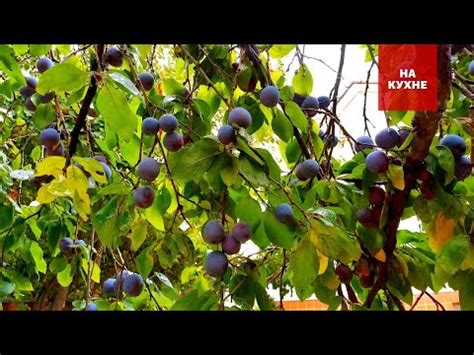 Настоящий деликатес - вкусные вяленые сливы в домашних условиях ...