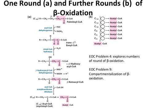 Beta oxidation